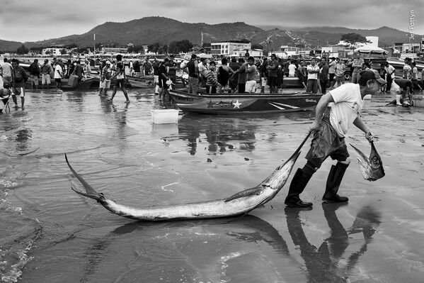 Ảnh Prize catch (Giải thưởng) của nhiếp ảnh gia Bỉ gốc Hà Lan Jef Pattyn được đánh giá cao trong lĩnh vực Oceans: The Bigger Picture (Đại dương: hạng mục ảnh lớn) tại Wildlife Photographer of the Year 2023 - Sputnik Việt Nam