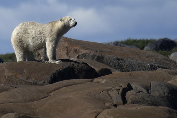 Gấu Bắc Cực đi dạo dọc bờ biển, Canada - Sputnik Việt Nam
