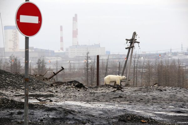 Một con gấu Bắc Cực đang đói ăn ở ngoại ô Norilsk, Nga - Sputnik Việt Nam