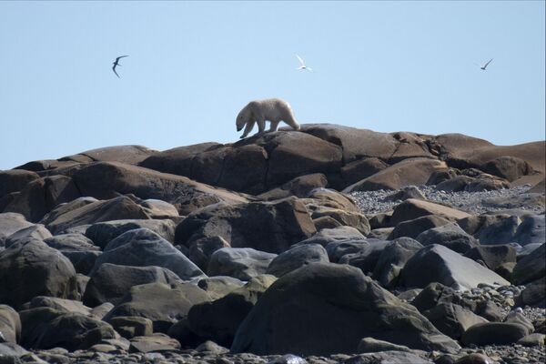 Một con gấu Bắc Cực đi dọc bờ biển Vịnh Hudson, Canada - Sputnik Việt Nam