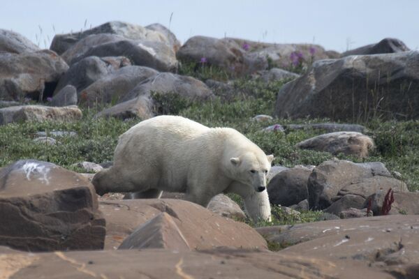 Một con gấu Bắc Cực đi dọc bờ biển Vịnh Hudson, Canada - Sputnik Việt Nam