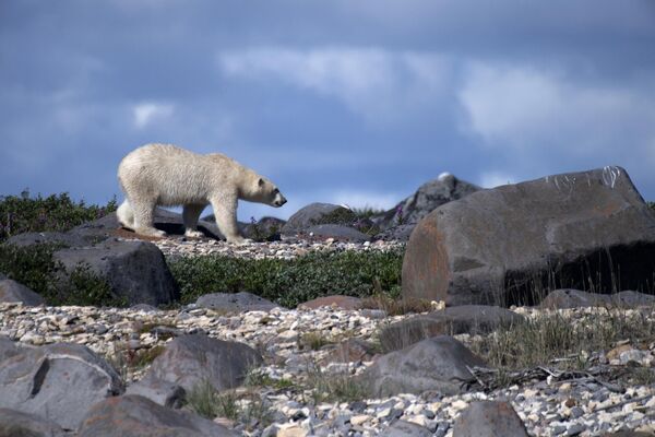 Gấu Bắc cực đang tìm kiếm thức ăn gần Churchill, Manitoba, Canada - Sputnik Việt Nam