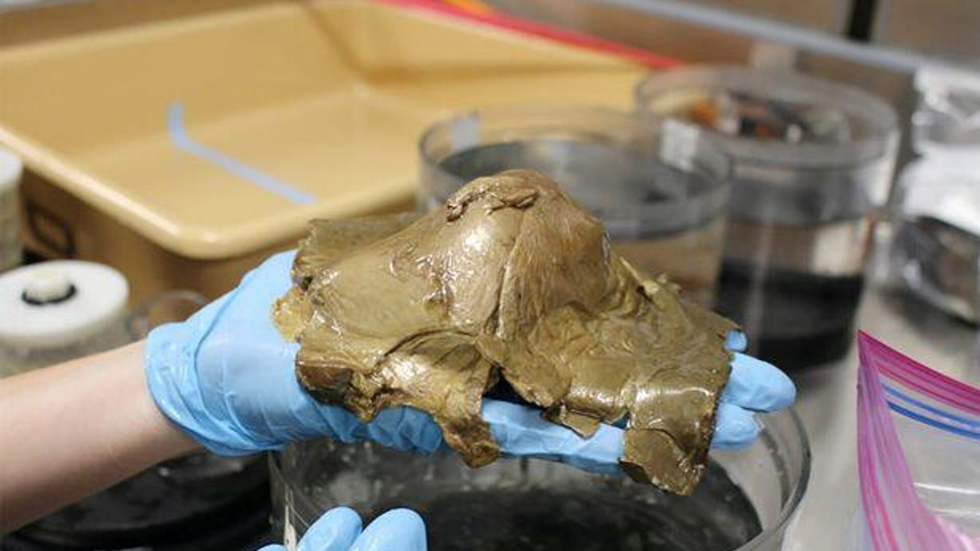 Ảnh chụp quả trứng bí ẩn được tìm thấy ngoài khơi Alaska trong phòng thí nghiệm - Sputnik Việt Nam, 1920, 08.09.2023