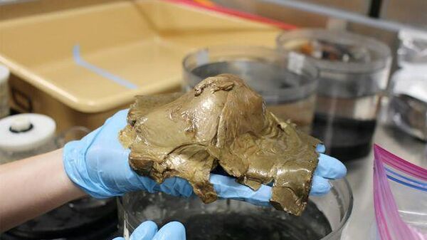 Ảnh chụp quả trứng bí ẩn được tìm thấy ngoài khơi Alaska trong phòng thí nghiệm - Sputnik Việt Nam