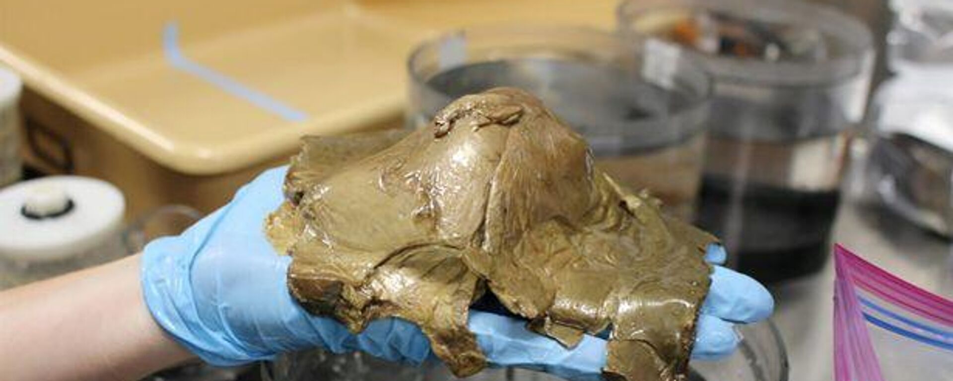 Ảnh chụp quả trứng bí ẩn được tìm thấy ngoài khơi Alaska trong phòng thí nghiệm - Sputnik Việt Nam, 1920, 08.09.2023