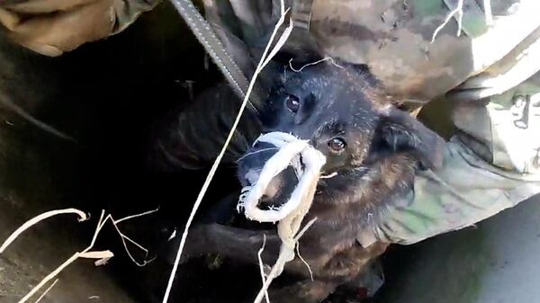 Các tình nguyện viên ở Irkutsk giải cứu chú chó bị ngã xuống hố ga - Sputnik Việt Nam