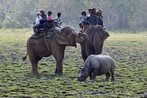 Khách du lịch chụp ảnh tê giác một sừng trong chuyến sarafi Công viên Quốc gia Kaziranga ở bang Assam phía đông bắc Ấn Độ - Sputnik Việt Nam