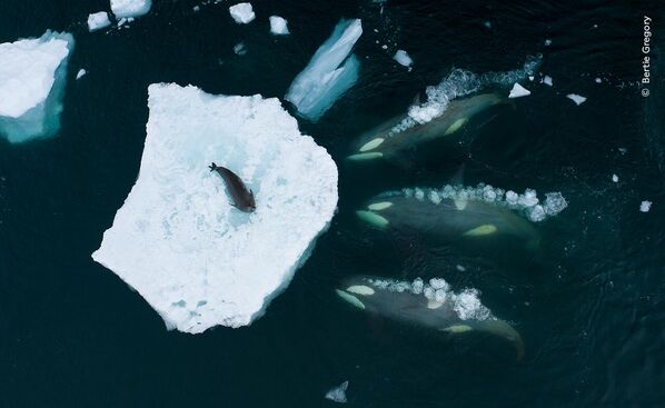 Bức ảnh Whales making waves (Cá voi tạo sóng) của nhà nhiếp ảnh Anh Bertie Gregory, chiến thắng Hạng mục Behaviour: Mammals (Hành vi: Động vật có vú) tại cuộc thi Wildlife Photographer of the Year 2023 - Sputnik Việt Nam