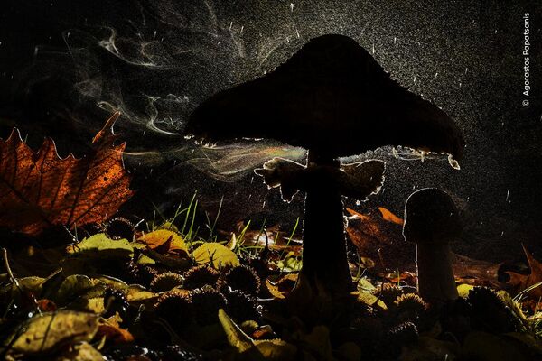 Bức ảnh Last breath of autumn (Hơi thở cuối cùng mùa thu) của nhà nhiếp ảnh Hy Lạp Agorastos Papatsanis, chiến thắng Hạng mục Plants and Fungi (Thực vật và Nấm) tại cuộc thi Wildlife Photographer of the Year 2023 - Sputnik Việt Nam