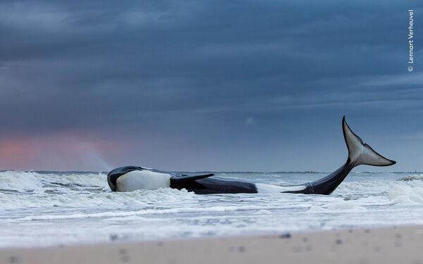 Bức ảnh Last gasp (hơi thở hổn hển cuối cùng) của nhiếp ảnh gia Hà Lan Lennart Verheuvel, chiến thắng ở Hạng mục Oceans: The Bigger Picture (Đại dương: Bức tranh lớn) tại cuộc thi Wildlife Photographer of the Year 2023 - Sputnik Việt Nam