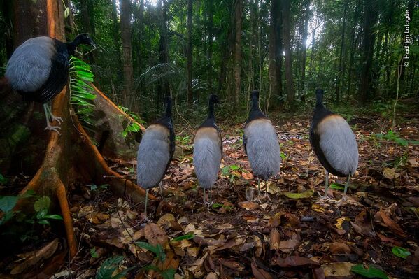 Bức ảnh Silence for the snake (Sự im lặng dành cho rắn) của nhà nhiếp ảnh Pháp Hadrien Lalagüe, chiến thắng ở Hạng mục Behaviour: Birds (Hành vi: Chim) tại cuộc thi Wildlife Photographer of the Year 2023 - Sputnik Việt Nam