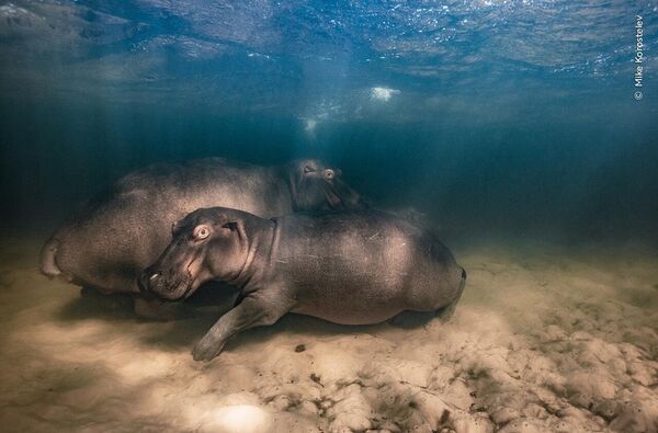 Bức ảnh Hippo nursery (Vườn trẻ hà mã) của nhà nhiếp ảnh Nga Mike Korostelev, chiến thắng Hạng mục Underwater (Dưới nước) tại cuộc thi Wildlife Photographer of the Year 2023 - Sputnik Việt Nam