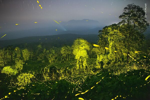 Bức ảnh Lights fantastic (Ánh sáng tuyệt diệu) của nhiếp ảnh gia Ấn Độ Sriram Murali, chiến thắng ở Hạng mục Behaviour: Invertebrates (Hành vi: Động vật không xương sống) - Sputnik Việt Nam