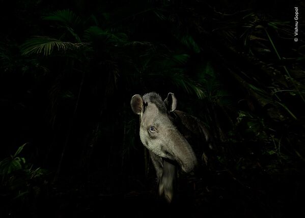 Bức ảnh Face of the forest (Khuôn mặt của khu rừng) của nhà nhiếp ảnh Ấn Độ Vishnu Gopal, chiến thắng ở Hạng mục Animal Portraits (Chân dung động vật) tại cuộc thi Wildlife Photographer of the Year 2023 - Sputnik Việt Nam