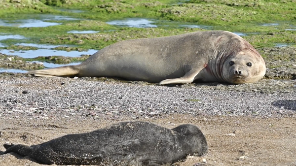Cúm gia cầm giết chết hơn 1.300 con hải cẩu voi con ở bán đảo Valdes, Argentina  - Sputnik Việt Nam