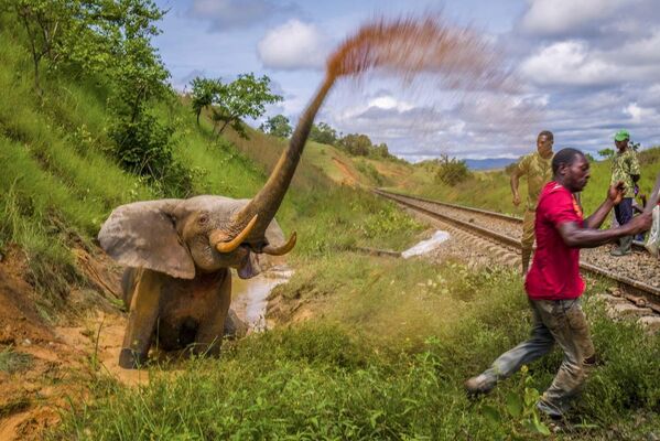 Bức ảnh trong loạt ảnh A fragile refuge for forest elephants của nhiếp ảnh gia người Hà Lan Jasper Doest, người chiến thắng hạng mục Fritz Pölking Prize của Nhiếp ảnh gia động vật hoang dã châu Âu năm 2023 - Sputnik Việt Nam