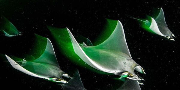 Tác phẩm Nighttime Squadron của nhiếp ảnh gia người Anh Catherine Holmes đã đoạt giải Hạng mục Underwater World của cuộc thi Nhiếp ảnh gia động vật hoang dã châu Âu năm 2023 - Sputnik Việt Nam