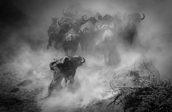 Tác phẩm Last Dance? của nhiếp ảnh gia người Đức Jens Cullmann, người chiến thắng ở hạng mục Mammals của cuộc thi Nhiếp ảnh gia động vật hoang dã châu Âu của 2023 - Sputnik Việt Nam