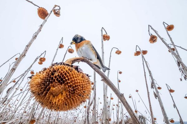 Ảnh trong loạt ảnh Sunflower paradise của nhiếp ảnh gia người Ba Lan Mateusz Piesiak, người chiến thắng trong hạng mục Fritz Pölking Junior Prize của cuộc thi Nhiếp ảnh gia động vật hoang dã châu Âu năm 2023 - Sputnik Việt Nam