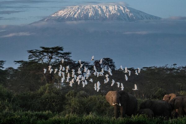 Đàn voi trên phong cảnh núi Kilimanjaro, Kenya - Sputnik Việt Nam