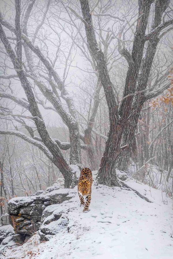 Ảnh «Amur Leopard» của nhiếp ảnh gia Nga Sergey Gorshkov, được đánh giá cao ở hạng mục Động vật có vú trong cuộc thi Nhiếp ảnh gia thiên nhiên của năm 2023 - Sputnik Việt Nam
