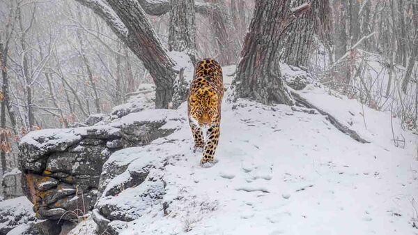 Снимок Amur Leopard русского фотографа Sergey Gorshkov, высоко оценненный в категории Mammals конкурса Nature Photographer of the Year 2023 - Sputnik Việt Nam