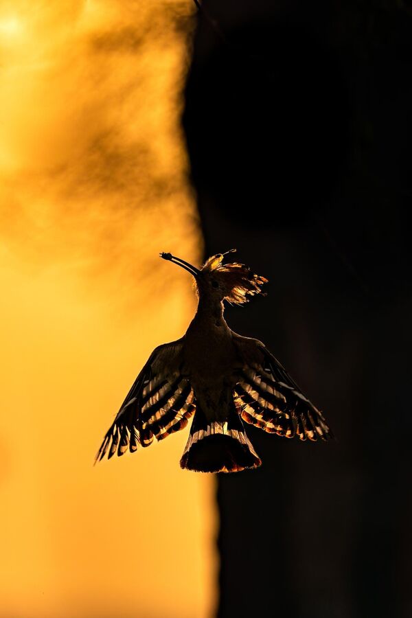 Ảnh «Dawn’s Whispers: Graceful Hoopoe Silhouette at Sunrise» của nhiếp ảnh gia Ấn Độ Hermis Valiyandiyil, giải Nhất trong hạng mục Chim trong cuộc thi Nature Photographer of the Year 2023 - Sputnik Việt Nam