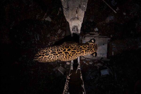 Ảnh «Balam, the endangered king of the Mayan jungle» của nhiếp ảnh gia Mexico Fernando Constantino Martínez Belmar, giải Nhất trong hạng mục Fred Hazelhoff Portfolio Award trong cuộc thi Nature Photographer of the Year 2023 - Sputnik Việt Nam