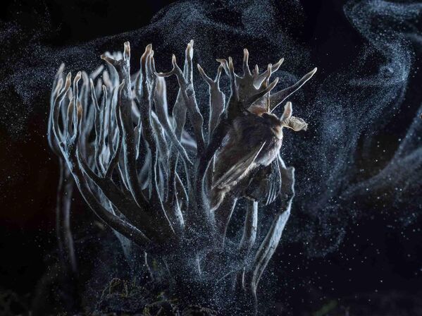 Ảnh «December moth» của nhiếp ảnh gia Hungary Imre Potyó, giải Nhất ở hạng mục Động vật khác trong cuộc thi Nature Photographer of the Year 2023 - Sputnik Việt Nam
