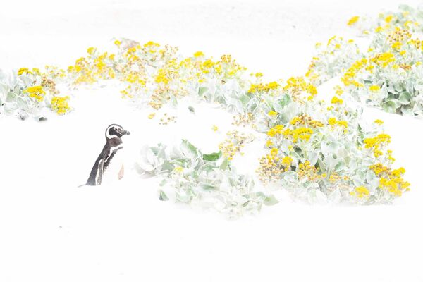 Ảnh «Lost in blooms» của nhiếp ảnh gia Đức gốc Thụy Sĩ Laura Becker, được đánh giá cao ở hạng mục Chim trong cuộc thi Nature Photographer of the Year 2023 - Sputnik Việt Nam