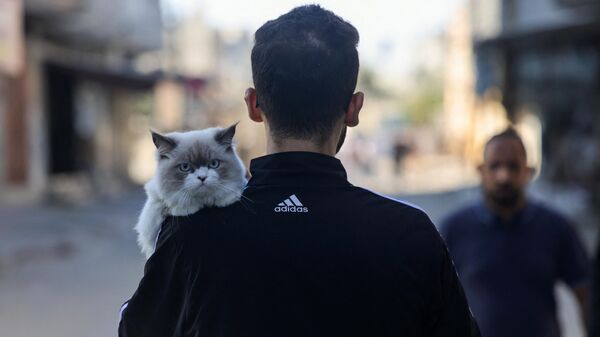 Палестинец несет кошку по пути в укрытие во время израильского авиаудара по Рафаху на юге сектора Газа - Sputnik Việt Nam