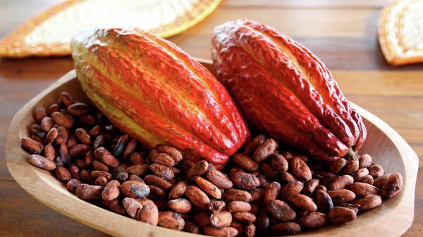 Cacao  - Sputnik Việt Nam
