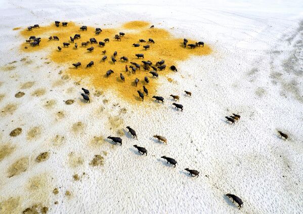 Bức ảnh Survival Of Buffaloes In Drought của nhiếp ảnh gia Md Shafiul Islam, giải nhất hạng mục Keeping 1.5 Alive cuộc thi The Environmental Photographer of the Year 2023 - Sputnik Việt Nam