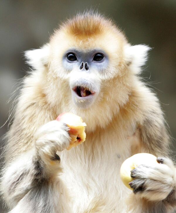 Chú khỉ mũi hếch vàng ăn quả đào, Hàn Quốc - Sputnik Việt Nam
