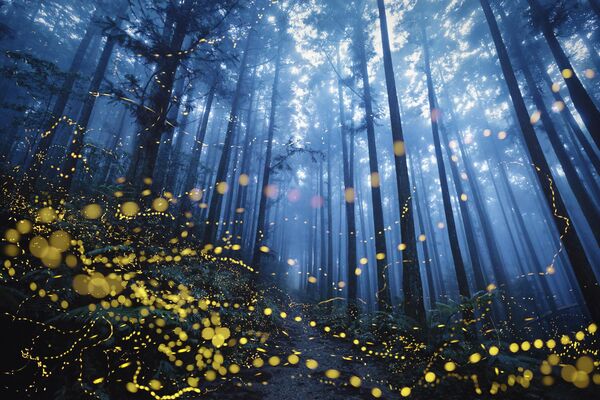 Bức ảnh Fireflies Flying của nhiếp ảnh gia người Đài Loan Shirley Wung, lọt vào Top 101 Photographs cuộc thi The 10th International Landscape Photographer of the Year - Sputnik Việt Nam