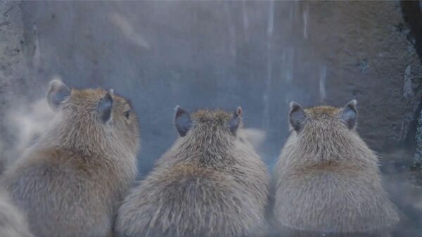 Spa cam quýt. Chuột lang nước tắm nước nóng tại vườn thú Nhật Bản - Sputnik Việt Nam