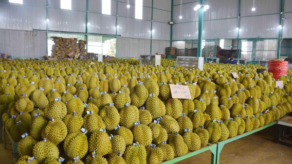 Sầu riêng, loại trái cây Việt Nam xuất khẩu sang Trung Quốc, mang về 2,2 tỷ USD - Sputnik Việt Nam