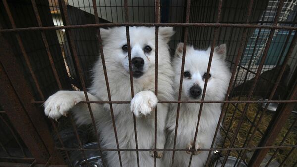 Những chú chó lén nhìn ra khỏi chuồng ở trang trại chó - Sputnik Việt Nam