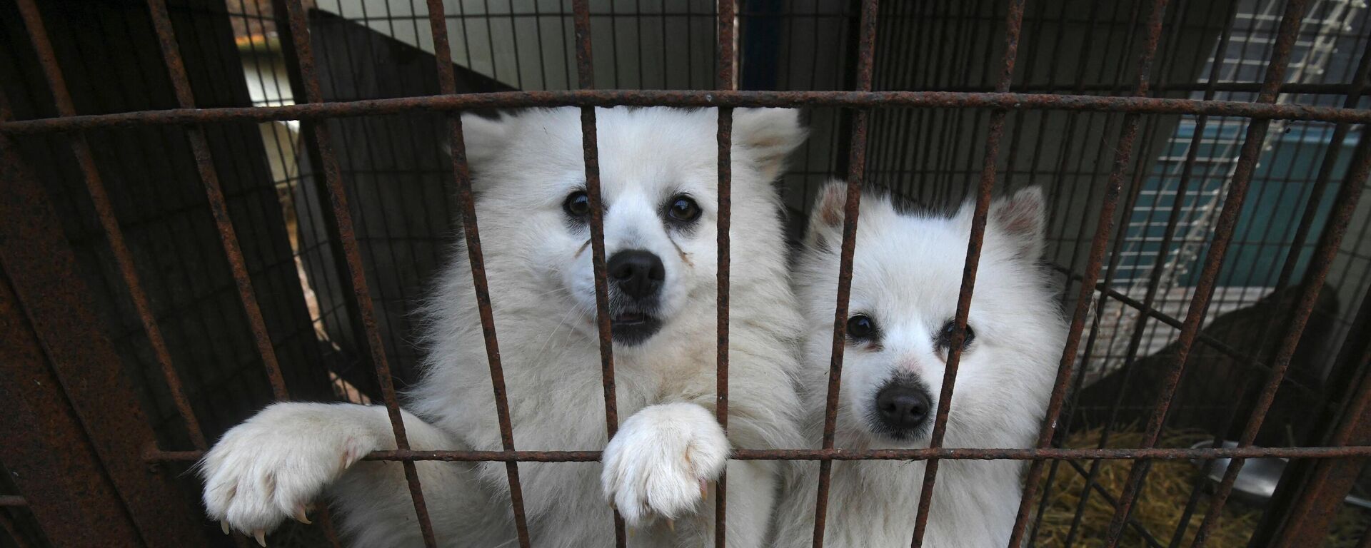 Những chú chó lén nhìn ra khỏi chuồng ở trang trại chó - Sputnik Việt Nam, 1920, 09.01.2024