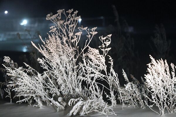 Cây cối với sương giá bao phủ ở nhiệt độ không khí -33 độ C ở Krasnoyarsk - Sputnik Việt Nam