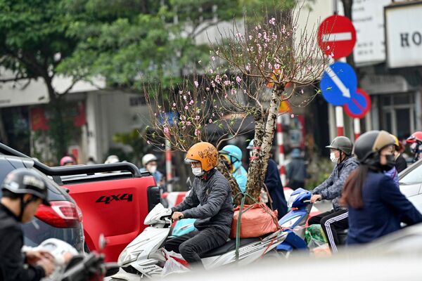 Người đàn ông chở hoa đào bằng xe máy ở Hà Nội, Việt Nam. - Sputnik Việt Nam