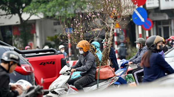 Người đàn ông chở hoa đào bằng xe máy ở Hà Nội, Việt Nam. - Sputnik Việt Nam