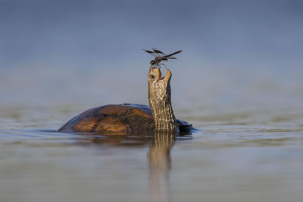 Bức ảnh The happy Turtle (Chú rùa hạnh phúc) của nhiếp ảnh gia người Israel Tzahi Finkelstein, lọt vào TOP 5 cuộc thi Wildlife Photographer of the Year People&#x27;s Choice Award. - Sputnik Việt Nam