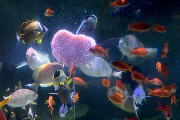 Đàn cá rỉa tảng băng hình trái tim ở Yokohama, Nhật Bản. - Sputnik Việt Nam