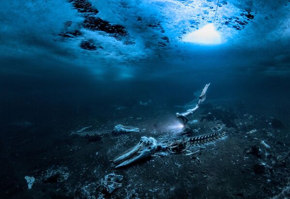 Bức ảnh Whale bones (Xương cá voi) của nhiếp ảnh gia Thụy Điển Alex Dawson, chiến thắng cuộc thi Nhiếp ảnh gia dưới nước năm 2024 - Sputnik Việt Nam