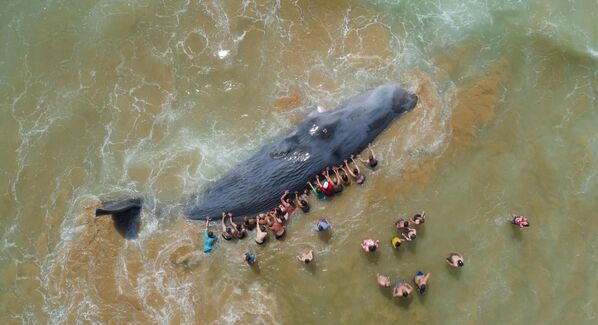 Ảnh Saving Goliath (Cứu Goliath) của nhiếp ảnh gia Bồ Đào Nha Nuno Sá, chiến thắng giải Save Our Seas Foundation (Tổ chức cứu lấy biển của chúng ta) hạng mục Marine Conservation Photographer of the Year 2024 trong cuộc thi Nhiếp ảnh gia dưới nước năm 2024 - Sputnik Việt Nam