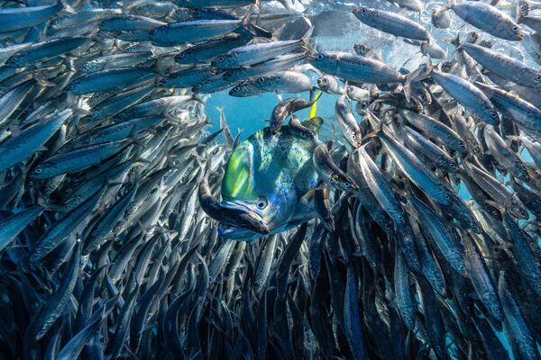 Ảnh Window of Opportunity (Cửa sổ của Cơ hội), nhiếp ảnh gia Mỹ Lisa Stengel, chiến thắng hạng mục Up &amp; Coming Underwater Photographer of the Year (Nhiếp ảnh gia dưới nước tiến bộ trong năm) tại cuộc thi Nhiếp ảnh gia dưới nước năm 2024 - Sputnik Việt Nam