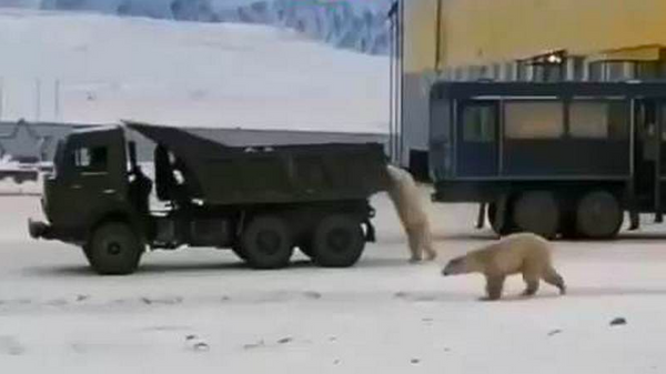 Gấu Bắc Cực cố gắng đánh cắp chiếc xe tải KAMAZ ở Yakutia - Sputnik Việt Nam