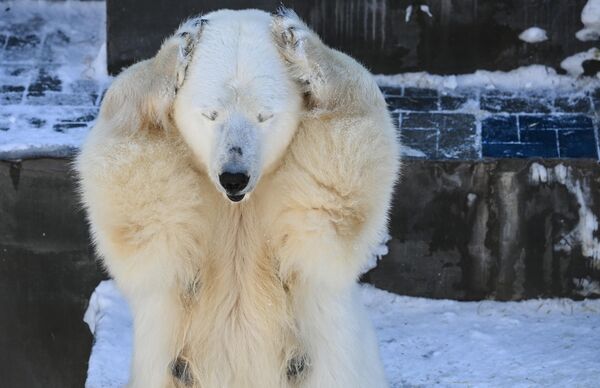 Gấu Bắc cực Gerda trong vườn thú Novosibirsk - Sputnik Việt Nam