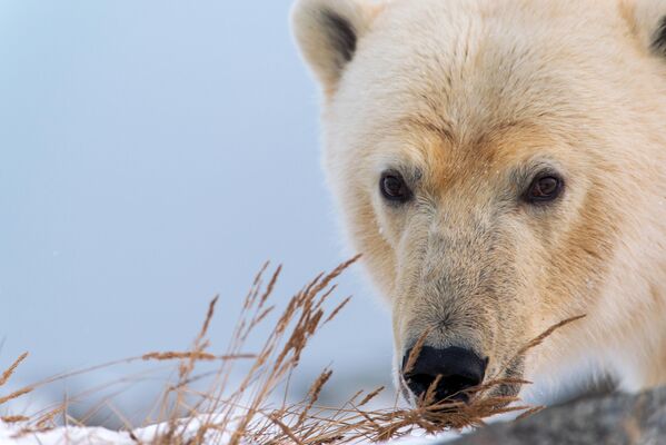 Gấu Bắc cực ở mỏm Kozhevnikov - Sputnik Việt Nam